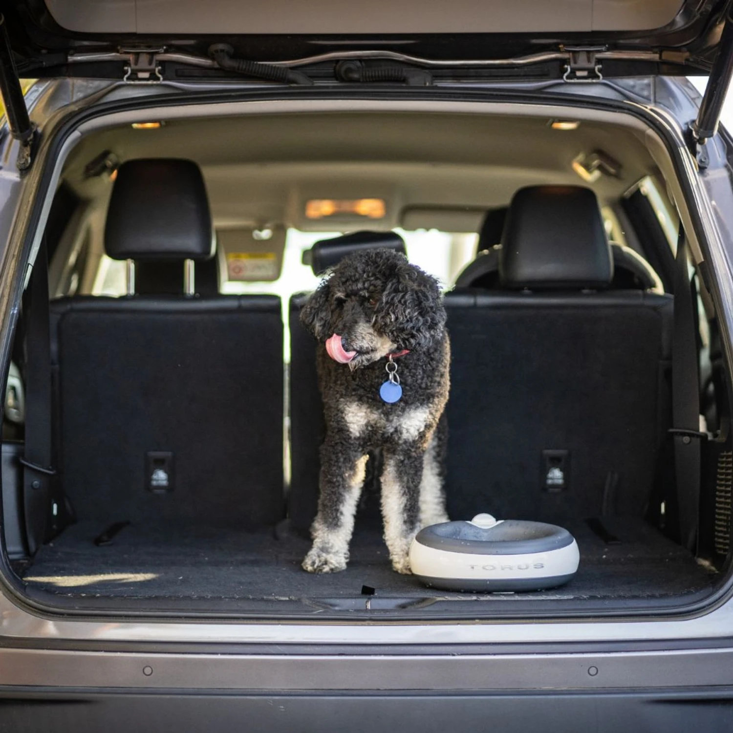 Torus Pet Filtered Dog & Cat Water Bowl 10 Torus Pet Filtered Dog & Cat Water Bowl - Image 8