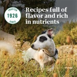 Nutro Natural Choice Small Breed Senior Chicken & Brown Rice Recipe Dry Dog Food 18 Nutro Natural Choice Small Breed Senior Chicken & Brown Rice Recipe Dry Dog Food -Blue Buffalos Shop 109583 PT7. AC SS1800 V1691417418