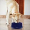 K&H Pet Products Coolin' Bowl Plastic Dog & Cat Bowl -Blue Buffalos Shop 113690 MAIN. AC SS1800 V1637626411