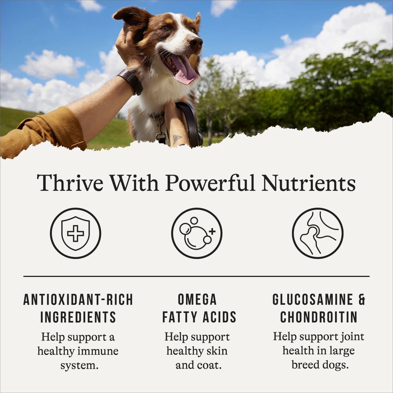 American Journey Protein & Grains Large Breed Salmon, Brown Rice & Vegetables Recipe Dry Dog Food 7 American Journey Protein & Grains Large Breed Salmon, Brown Rice & Vegetables Recipe Dry Dog Food - Image 5