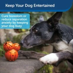 PetSafe Busy Buddy Barnacle Treat Dispenser Dog Toy -Blue Buffalos Shop 121351 PT3. AC SS1800 V1599830771