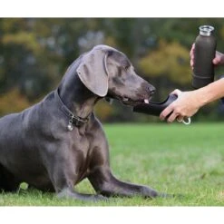 KONG H2O K9 UNIT Insulated Stainless Steel Dog Water Bottle & Travel Bowl 5 KONG H2O K9 UNIT Insulated Stainless Steel Dog Water Bottle & Travel Bowl -Blue Buffalos Shop 127461 PT7. AC SS1800 V1527262062