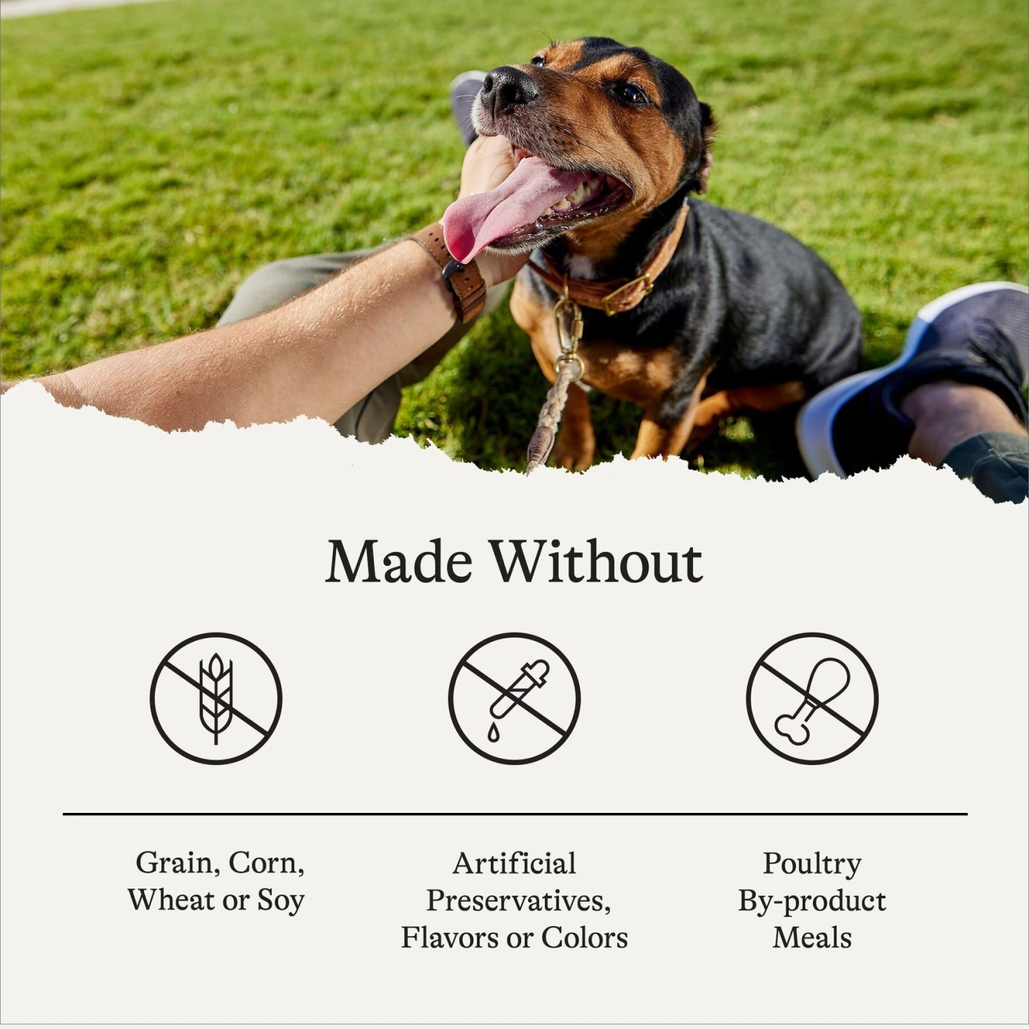 American Journey Beef & Chicken Recipe Grain-Free Canned Dog Food 10 American Journey Beef & Chicken Recipe Grain-Free Canned Dog Food - Image 8