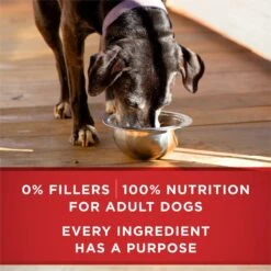 Purina ONE +Plus Adult Classic Ground Vibrant Maturity Adult 7+ Turkey & Barley Entree Canned Dog Food -Blue Buffalos Shop 139323 PT5. AC SS1800 V1668810234