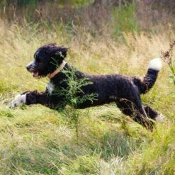 Nature's Recipe Chicken & Turkey Recipe In Broth Wet Dog Food -Blue Buffalos Shop 140963 PT5. AC SS1800 V1682091804