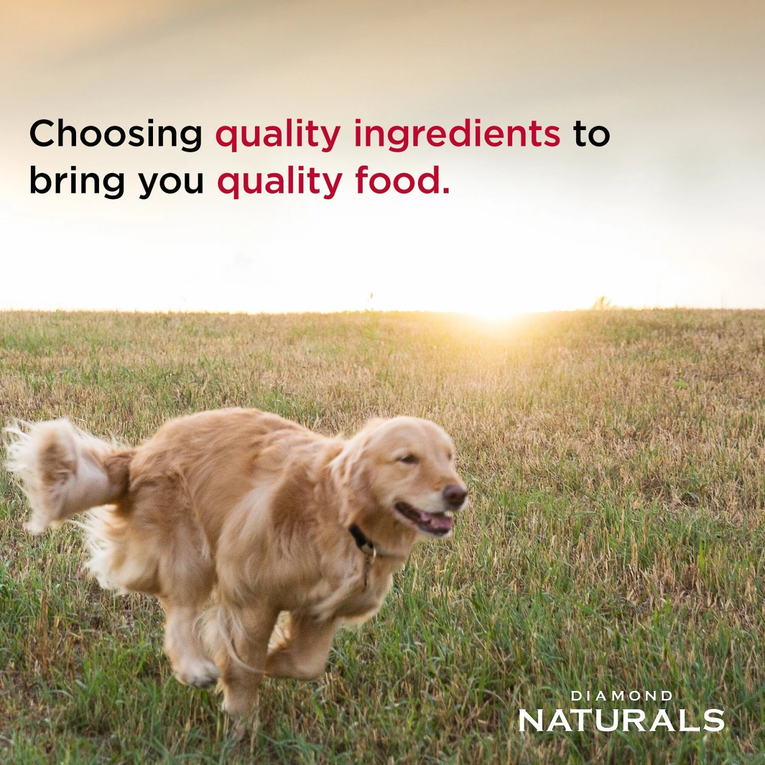 Diamond Naturals Skin & Coat Formula All Life Stages Dry Dog Food 7 Diamond Naturals Skin & Coat Formula All Life Stages Dry Dog Food - Image 5