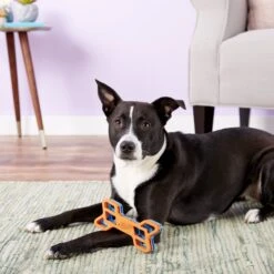 Nerf Dog EXO Treat Dispensing Bone Dog Toy -Blue Buffalos Shop 148525 PT6. AC SS1800 V1531938429