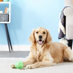 Ethical Pet Dura Brite Treat Dispenser Ball Dog Toy, Color Varies 9 Ethical Pet Dura Brite Treat Dispenser Ball Dog Toy, Color Varies -Blue Buffalos Shop 154205 PT2. AC SS1800 V1554127554