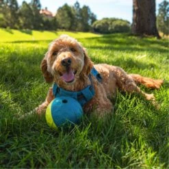 Nina Ottosson By Outward Hound Treat Tumble Puzzle Game Dog Toy -Blue Buffalos Shop 159436 PT4. AC SS1800 V1694287308