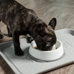 IRIS USA Non-Slip Rubber Slow Feeder With Raised Bumps Dog & Cat Bowl -Blue Buffalos Shop 159938 PT2. AC SS1800 V1598662004