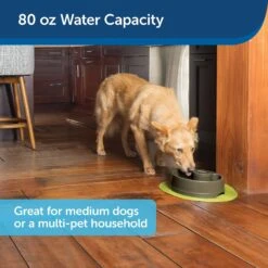PetSafe Current Circulating Pet Fountain 13 PetSafe Current Circulating Pet Fountain -Blue Buffalos Shop 166258 PT6. AC SS1800 V1598894175