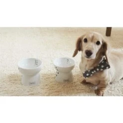 Necoichi Ceramic Elevated Dog Food Bowl, 1.5-cup 18 Necoichi Ceramic Elevated Dog Food Bowl, 1.5-cup -Blue Buffalos Shop 183507 PT7. AC SS1800 V1627496170