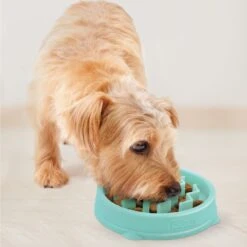 Outward Hound Non-Skid Plastic Slow Feeder Dog Bowl -Blue Buffalos Shop 190603 PT5. AC SS1800 V1694439620