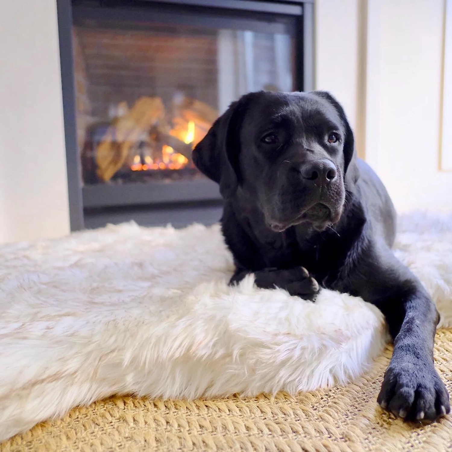 PawBrands PupRug Faux Fur Curve Orthopedic Pillow Dog Bed With Removable Cover, White 6 PawBrands PupRug Faux Fur Curve Orthopedic Pillow Dog Bed With Removable Cover, White - Image 4