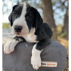 Big Barker 7" Sleek Orthopedic Pillow Dog Bed With Removable Cover -Blue Buffalos Shop 201653 PT3. AC SS1800 V1574697485