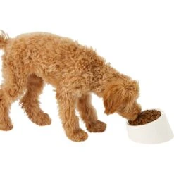 Frisco Slanted Stainless Steel Bowl -Blue Buffalos Shop 216028 PT6. AC SS1800 V1605666119