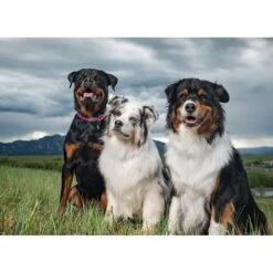 BIXBI RAWBBLE Fresh Pork Recipe Limited Ingredient Grain-Free Dry Dog Food 14 BIXBI RAWBBLE Fresh Pork Recipe Limited Ingredient Grain-Free Dry Dog Food -Blue Buffalos Shop 228748 PT6. AC SS1800 V1607042832