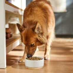 Dr. Pol Healthy Balance Salmon Recipe Grain-Free Dry Dog Food -Blue Buffalos Shop 232536 PT3. AC SS1800 V1682711634