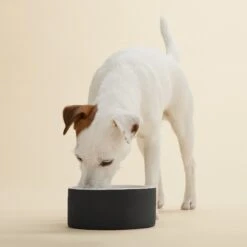 PAIKKA Cooling Ceramic Dog & Cat Bowl 7 PAIKKA Cooling Ceramic Dog & Cat Bowl -Blue Buffalos Shop 234226 PT2. AC SS1800 V1627324877