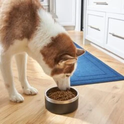 Frisco Insulated Two-Toned Non-Skid Stainless Steel Dog & Cat Bowl -Blue Buffalos Shop 257168 PT8. AC SS1800 V1615840126