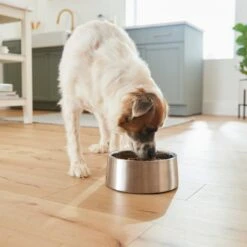 Frisco Insulated Non-Skid Stainless Steel Dog & Cat Bowl -Blue Buffalos Shop 261757 PT8. AC SS1800 V1623937364