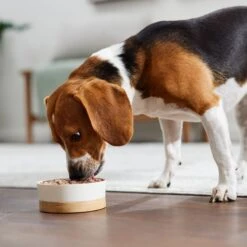 Evanger's Chicken & Rice Dinner Gluten-Free Wet Dog Food, 20.2-oz Can, Case Of 12 -Blue Buffalos Shop 263964 PT7. AC SS1800 V1669928862