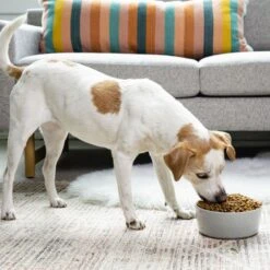 Waggo Simple Solid Ceramic Dog & Cat Bowl -Blue Buffalos Shop 277061 PT3. AC SS1800 V1697132322