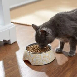 Disney Winnie The Pooh Non-Skid Stainless Steel With Melamine Stand Dog & Cat Bowl, Yellow -Blue Buffalos Shop 280632 PT3. AC SS1800 V1629986909