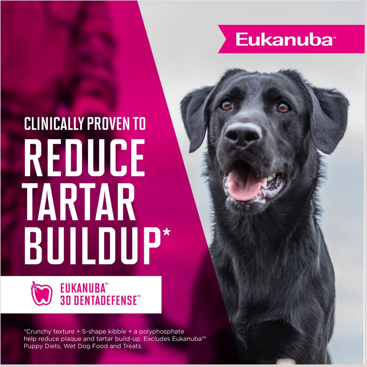 Eukanuba Senior Small Breed Dry Dog Food 10 Eukanuba Senior Small Breed Dry Dog Food - Image 8