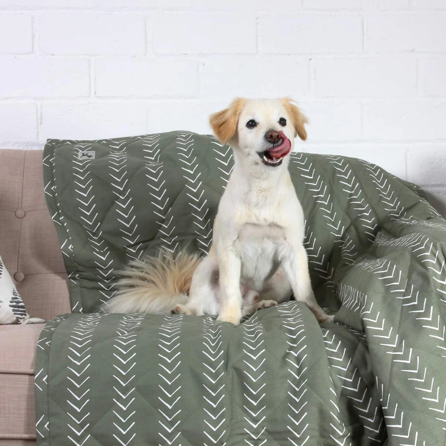 Molly Mutt Forever Young Dog Blanket 3 Molly Mutt Forever Young Dog Blanket