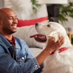 Purina Pro Plan Adult Large Breed Weight Management Chicken & Rice Formula Dry Dog Food & Milk-Bone Original Large Biscuit Dog Treats -Blue Buffalos Shop 293580 PT4. AC SS1800 V1620091626