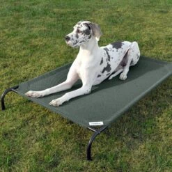 Coolaroo Steel-Framed Elevated Dog Bed