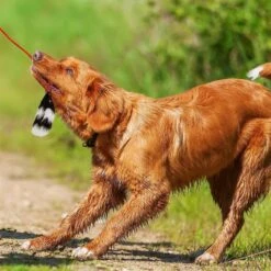 Outward Hound Tail Teaser With Refill Dog & Cat Teaser Toy & Wellness Soft Puppy Bites Lamb & Salmon Recipe Grain-Free Natural Dog Treats -Blue Buffalos Shop 298374 PT3. AC SS1800 V1623193341