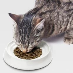 CatGuru Dog & Cat Food Bowls -Blue Buffalos Shop 308473 PT5. AC SS1800 V1649104312