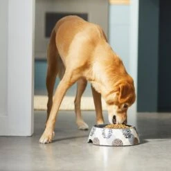 Frisco Animal Design Stainless Steel Dog & Cat Bowl -Blue Buffalos Shop 311960 PT2. AC SS1800 V1642542990