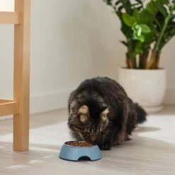 Frisco Coral Design Stainless Steel Dog & Cat Bowl 13 Frisco Coral Design Stainless Steel Dog & Cat Bowl -Blue Buffalos Shop 311972 PT3. AC SS1800 V1642542435