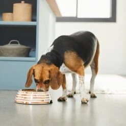 Frisco Copper Print Design Stainless Steel Dog & Cat Bowl -Blue Buffalos Shop 311975 PT2. AC SS1800 V1642542895