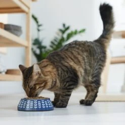 Frisco Leaf Design Stainless Steel Dog & Cat Bowl -Blue Buffalos Shop 311980 PT3. AC SS1800 V1642542556