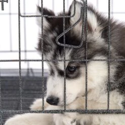 Pet Adobe Hanging Dog Bowl Set -Blue Buffalos Shop 315037 PT5. AC SS1800 V1626388021