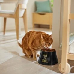 STAR WARS REBEL ICON Elevated Melamine Stainless Steel Dog & Cat Bowl, Black, 1.5 Cup -Blue Buffalos Shop 315274 PT3. AC SS1800 V1647282097