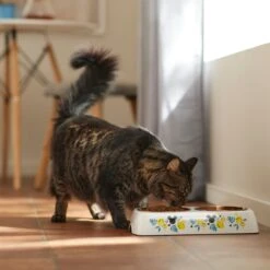 Disney Mickey Mouse Lemon Melamine Stainless Steel Double Dog & Cat Bowl -Blue Buffalos Shop 315299 PT3. AC SS1800 V1647283899