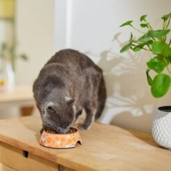 Disney Mickey Mouse Orange Bamboo Melamine Stainless Steel Dog & Cat Bowl -Blue Buffalos Shop 315346 PT3. AC SS1800 V1647281720