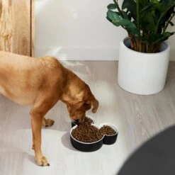 Disney Mickey Mouse Ceramic Dog & Cat Bowl 10 Disney Mickey Mouse Ceramic Dog & Cat Bowl -Blue Buffalos Shop 315360 PT2. AC SS1800 V1647283421