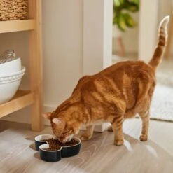 Disney Mickey Mouse Ceramic Dog & Cat Bowl 11 Disney Mickey Mouse Ceramic Dog & Cat Bowl -Blue Buffalos Shop 315360 PT3. AC SS1800 V1647283006