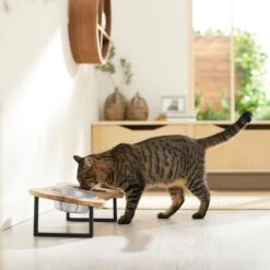 Frisco Premium Wood Elevated Bone Shape Stainless Steel Double Diner Dog & Cat Bowl, 3 Cup -Blue Buffalos Shop 331497 PT3. AC SS1800 V1657656892