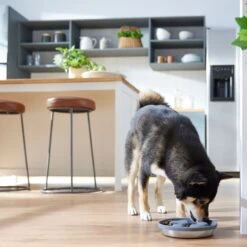 Frisco Silicone Stainless Paw Steel Slow Feeder Dog & Cat Bowl -Blue Buffalos Shop 331528 PT2. AC SS1800 V1657656874