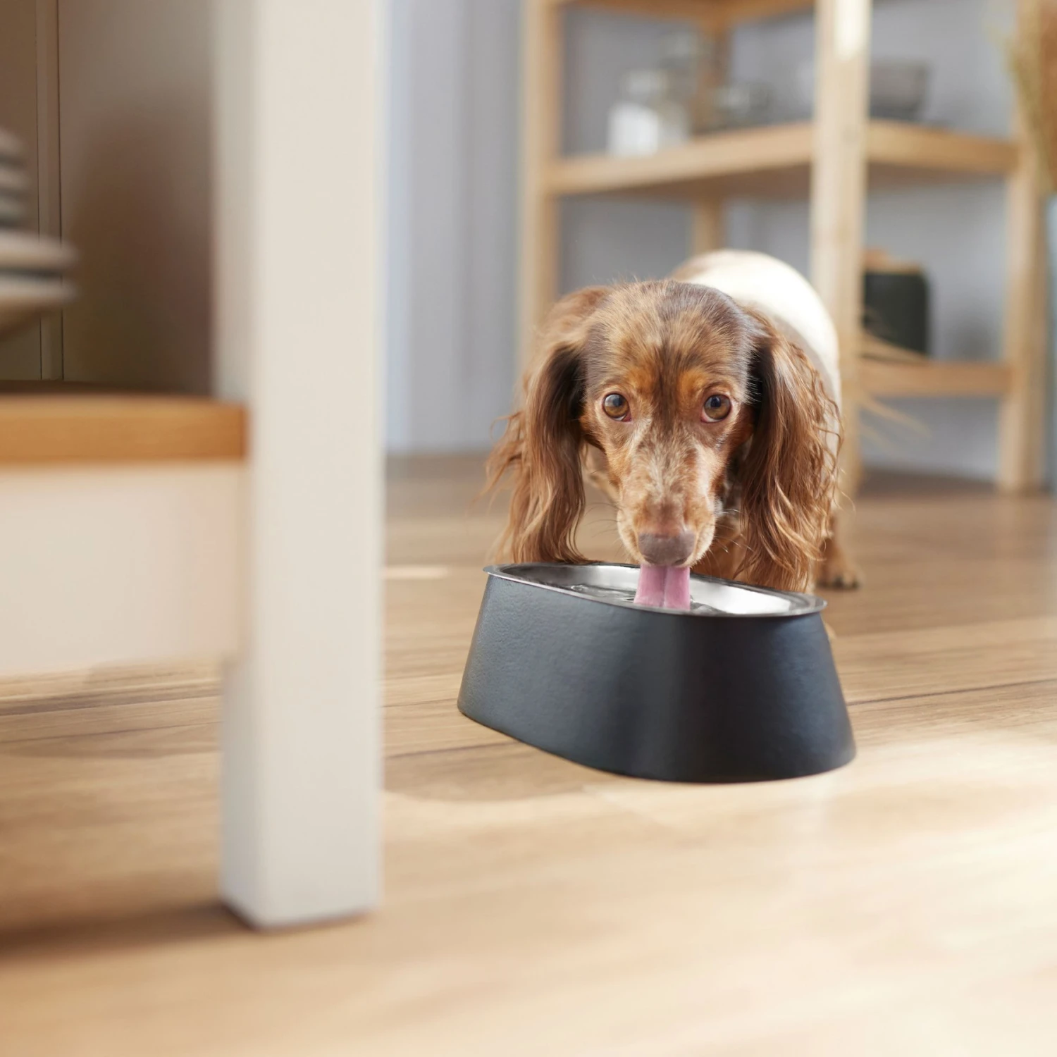 Frisco Long Eared Breed Stainless Steel Dog Bowl, Black, 2 Cup 5 Frisco Long Eared Breed Stainless Steel Dog Bowl, Black, 2 Cup - Image 3