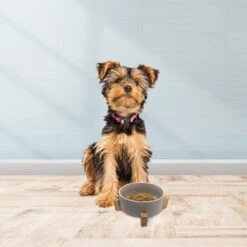 Cosmo Furbabies Single Dog & Cat Diner -Blue Buffalos Shop 341990 PT5. AC SS1800 V1636062743