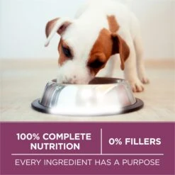 Purina ONE +Plus High Protein Healthy Puppy Formula Dry Puppy Food -Blue Buffalos Shop 355892 PT6. AC SS1800 V1640214685