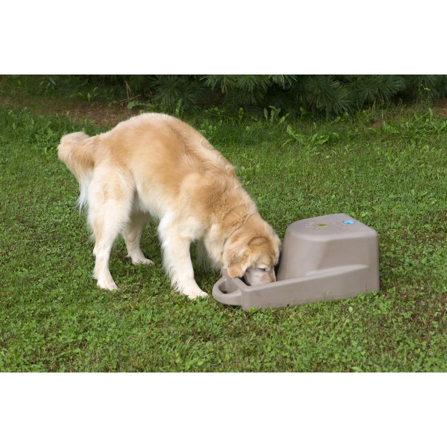 Dakota 283 Dash Dakota Guard Antimicrobial Dog Watering System 6 Dakota 283 Dash Dakota Guard Antimicrobial Dog Watering System - Image 4